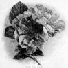 Agnes Emily Carman rose photo
