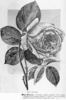 May Rivers rose photo