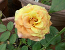 Butterfly rose photo