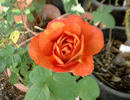 Coffee Break rose photo