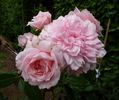 Dunham Massey rose photo