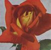 Orange Nassau rose photo
