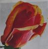Marquesa de Urquijo rose photo