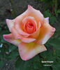 Special Occasion rose photo
