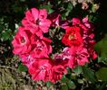 Cera rose photo