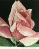 Président Nomblot rose photo