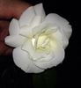 The Dove rose photo