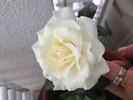 The Dove rose photo