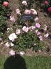 Drummer Boy rose photo