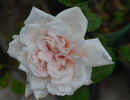 Gwynne Carr, Cl. rose photo