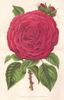 Reverend H. d'Ombrain rose photo