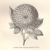 Madame Désirée Giraud rose photo