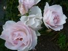 Marie-Louise Velge rose photo