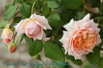 Festival des Jardins de Chaumont ® rose photo