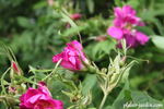Coriandre rose photo