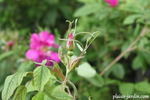 Coriandre rose photo