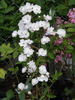Jeanne d'Arc rose photo