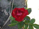 King of the Road rose photo