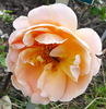 Secrétaire Belpaire rose photo
