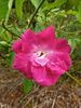 Camellia Rose rose photo