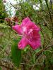 Camellia Rose rose photo