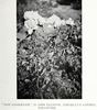 Amy Hammond rose photo