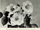 Sargent rose photo