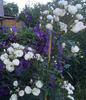 Blushing Bride rose photo