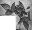 Agnes Emily Carman rose photo