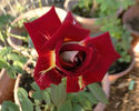 Monte Carlo Country Club rose photo