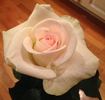 Miss Kitty rose photo
