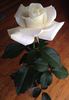 Randy Scott rose photo