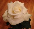 Randy Scott rose photo
