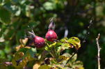 G49 rose photo