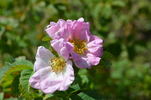 G49 rose photo