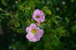 G49 rose photo