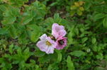 G49 rose photo