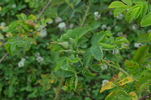 G49 rose photo