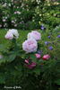 Princess of Wales rose photo