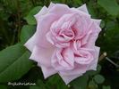 Madame Butterfly, Cl. rose photo