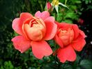 Gloria B. rose photo