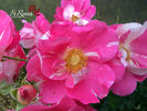 Mind Games rose photo