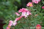 Elégante Danseuse rose photo