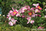 Elégante Danseuse rose photo