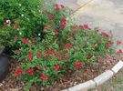 Candy Oh! Vivid Red rose photo