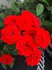 Orange Babyflor ® rose photo
