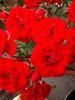Orange Babyflor ® rose photo