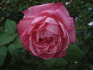 Mon Petit Chou rose photo