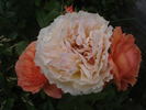 Belvedere® rose photo
