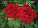Isabel Renaissance rose photo